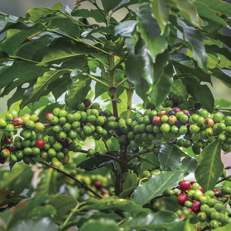 sumatra-cafe-arde-roaster